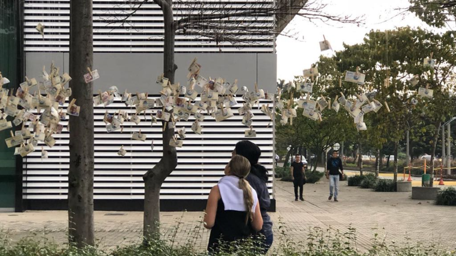 Aparecen billetes colgados en árboles de Colombia 