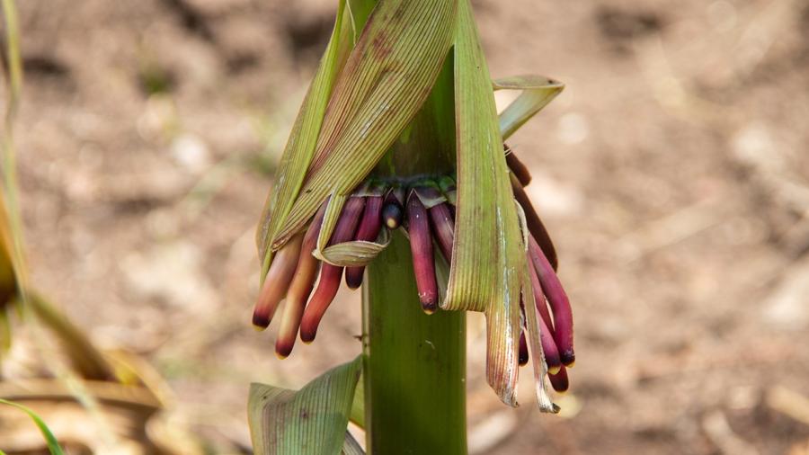 Obtiene la UAT una nueva variedad de maíz nativo