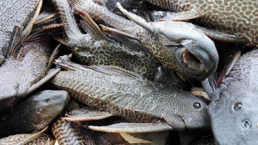 Mueren peces en la Laguna del Champayán