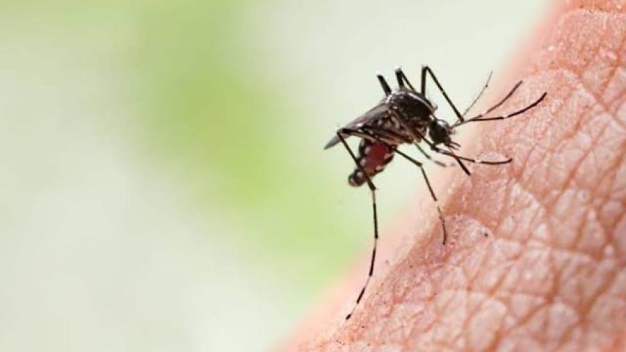 Confirman primer caso de dengue con signos de alarma en Matamoros; autoridades intensifican medidas sanitarias