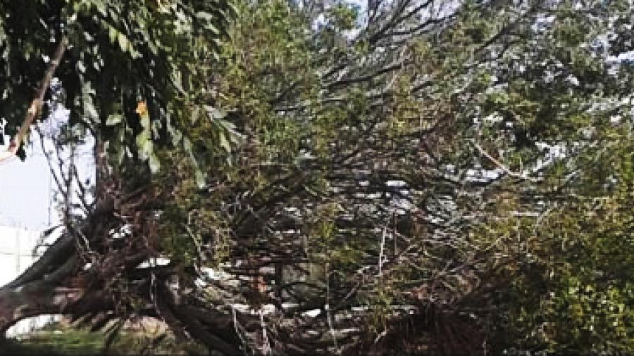 Caída de árbol causa pánico en Altamira