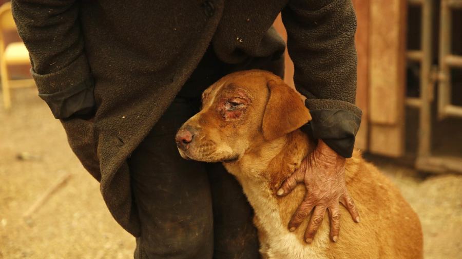 Las otras víctimas de los incendios en California