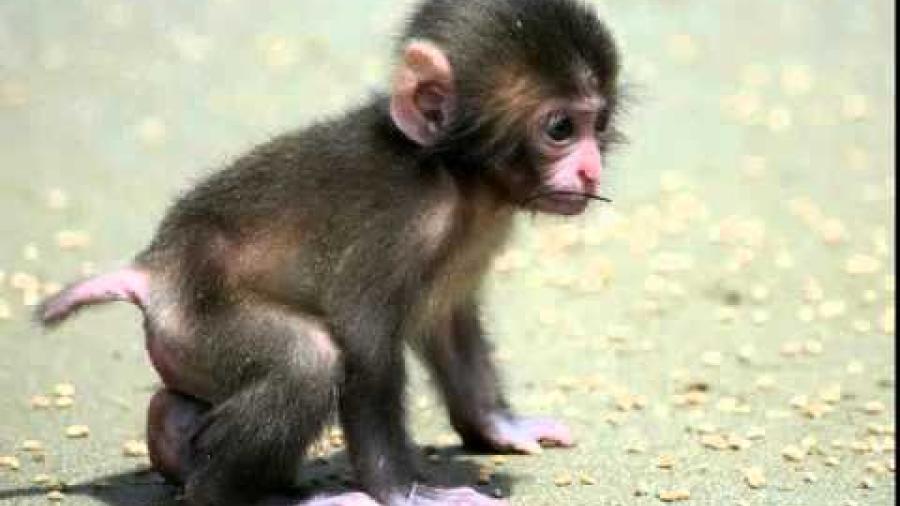 Mono bebé llora y se aferra ante el cuerpo sin vida de su madre atropellada