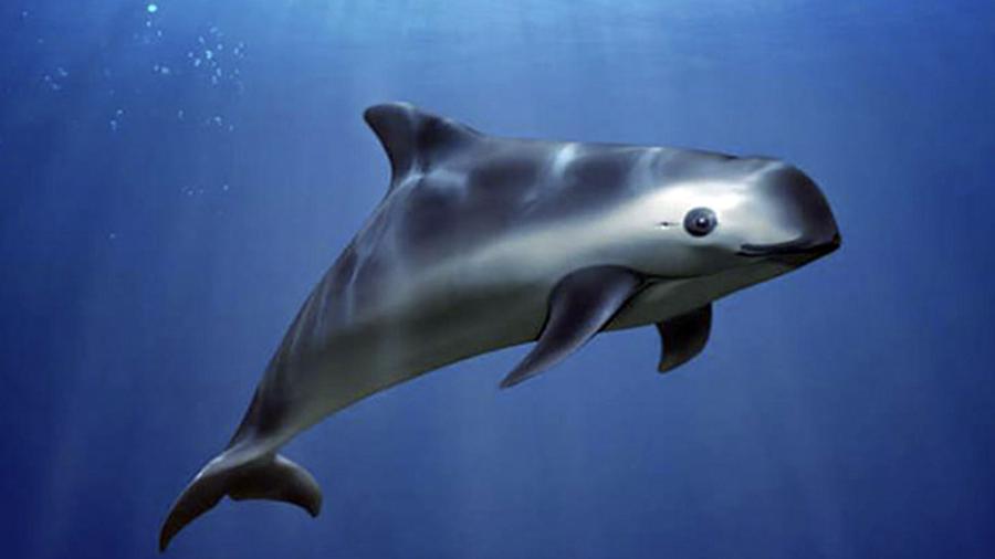 SEMAR busca evitar extinción de la vaquita marina 