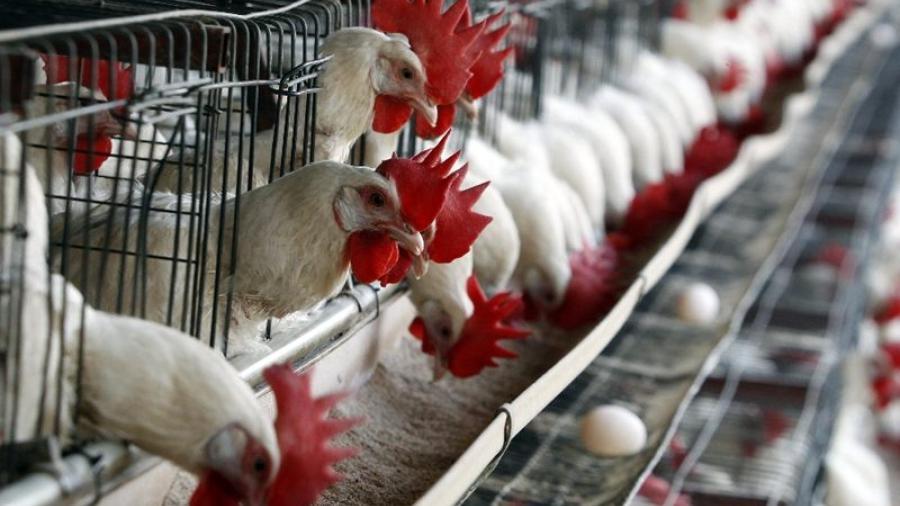 Detectan brotes de gripe aviar en Querétaro y Guanajuato