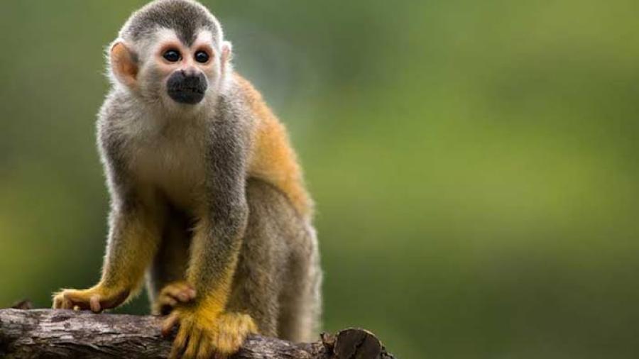 México suma 252 contagios de viruela del mono