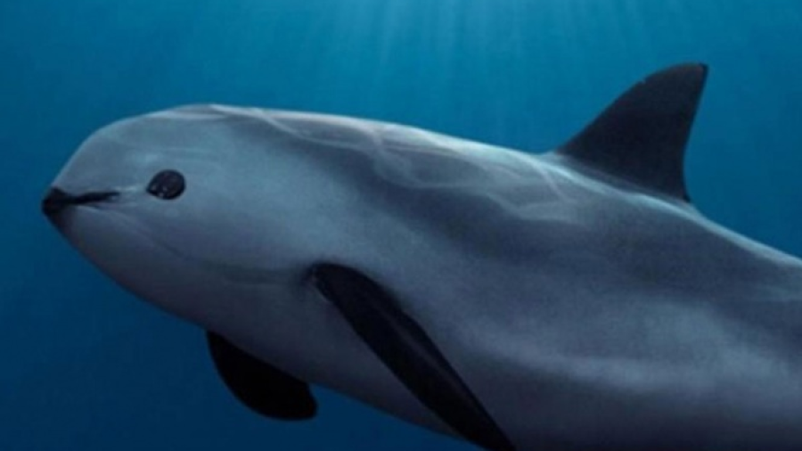 ¡Lamentable! Solo quedan entre 6 y 22 ejemplares de vaquita marina, podría extinguirse en junio