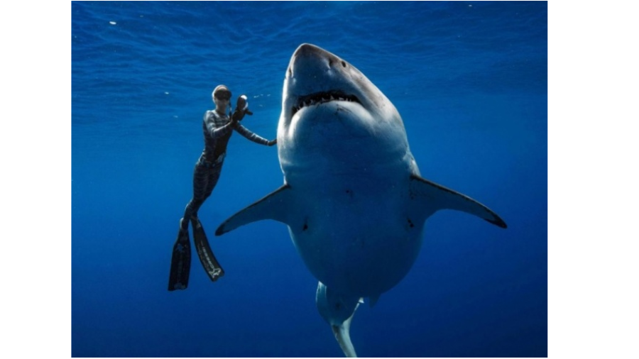 Encuentran al tiburón blanco más grande del mundo en Hawaii