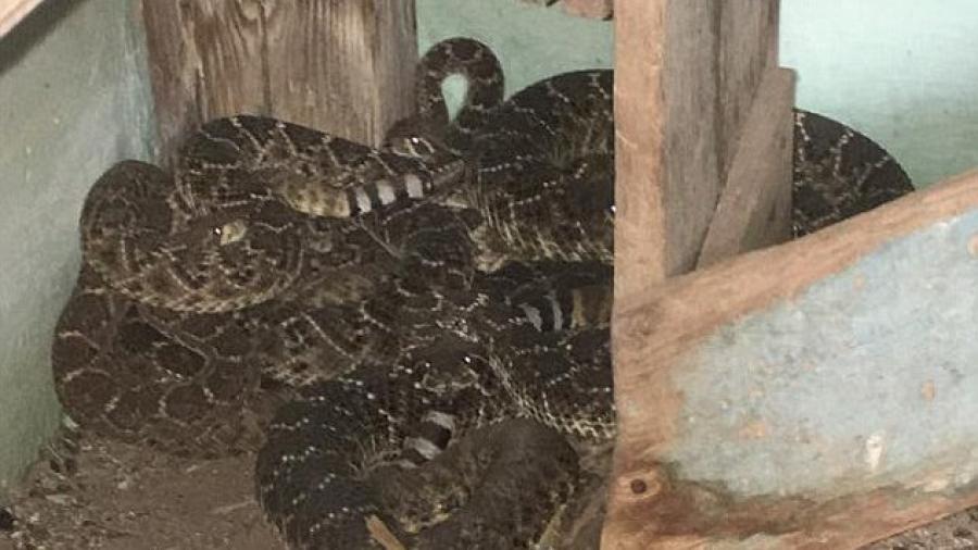 Hombre descubre 45 serpientes debajo de su casa