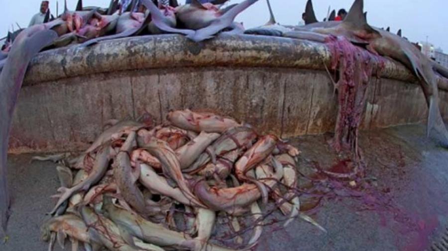 Aparecen tiburones muertos en Golfo Pérsico