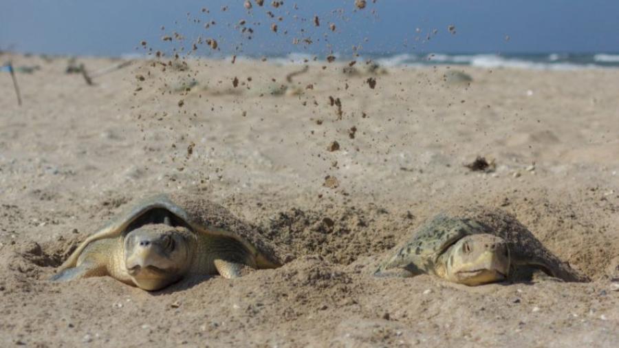 Tamaulipas rompe récord histórico en liberación de crías de tortuga lora