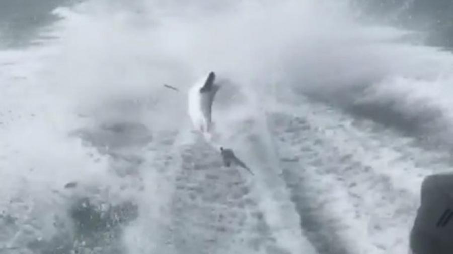 Tiburón es amarrado y arrastrado hasta morir