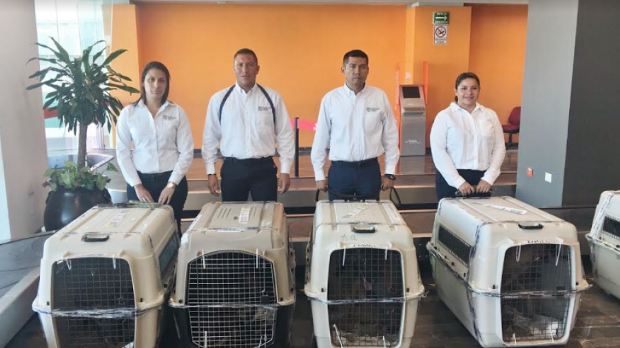 4 canes son donados a través de "Iniciativa Mérida” a la PGJT