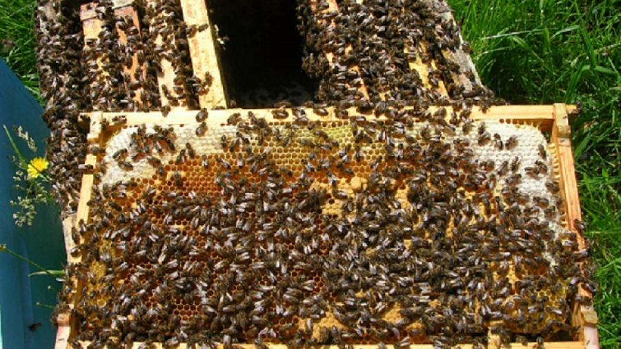Aprovecharán panales de abejas en Nuevo Laredo