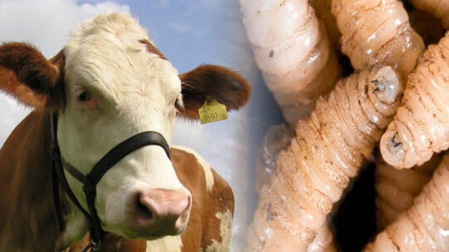 México refuerza medidas para controlar y erradicar el gusano barrenador del ganado