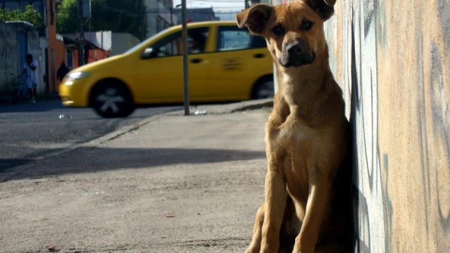 En Madero y Tampico se encuentra el mayor número de canes callejeros 