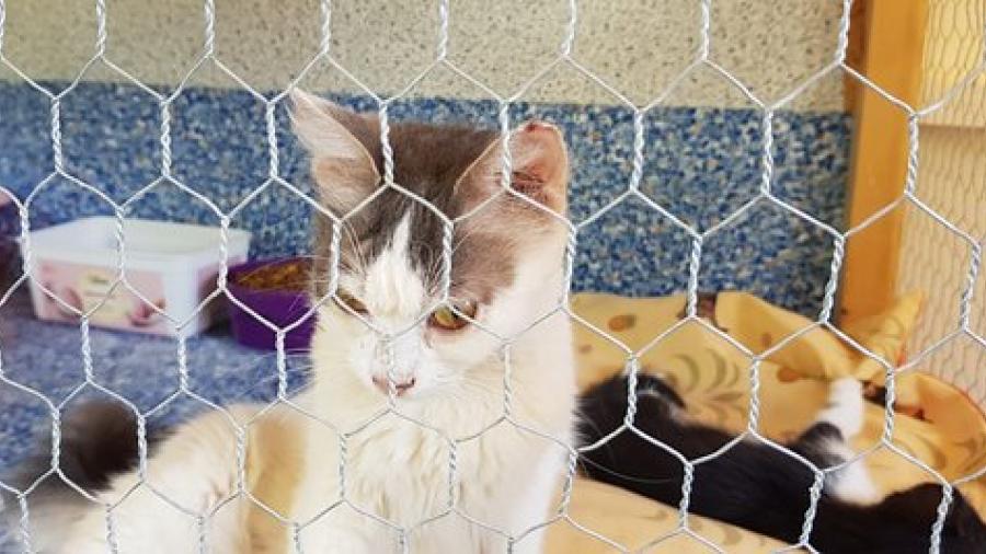 Por pandemia, aumenta el número de gatos abandonados en Chipre