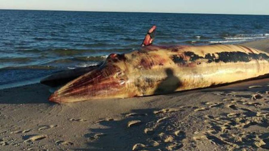 Ballena Jorobada es encontrada si vida en playas de Baja California