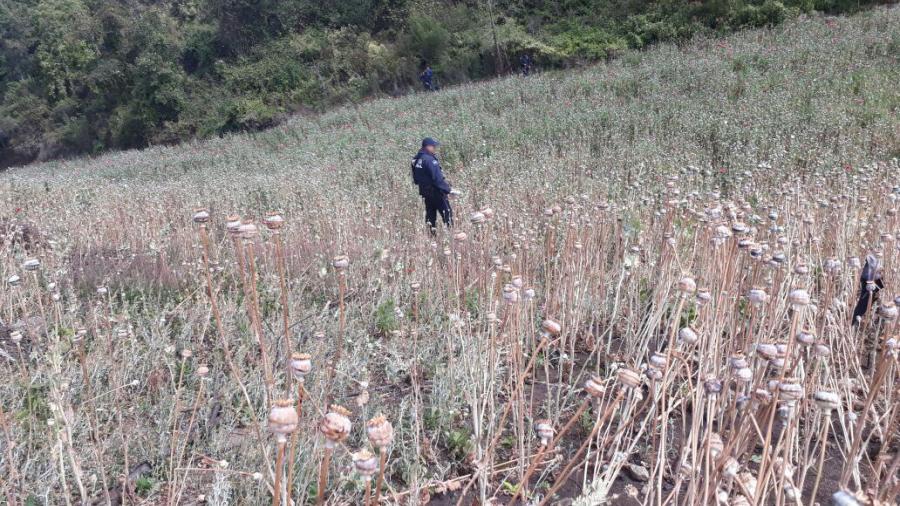 Fuerzas federales destruyen dos plantíos de amapola en Oaxaca