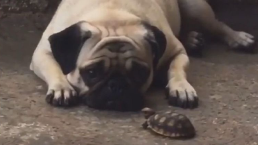 Perrito se vuelve viral por tener una tortuga de mascota