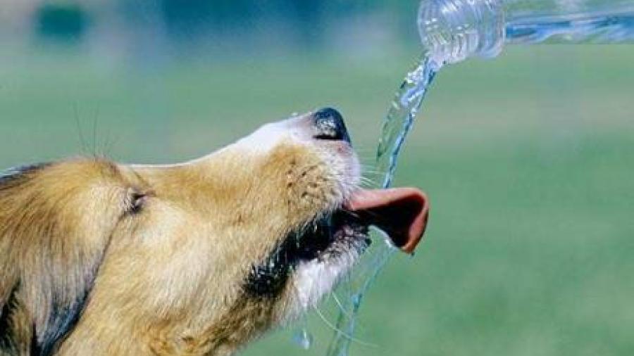 Exhortan a proteger mascotas ante altas temperaturas