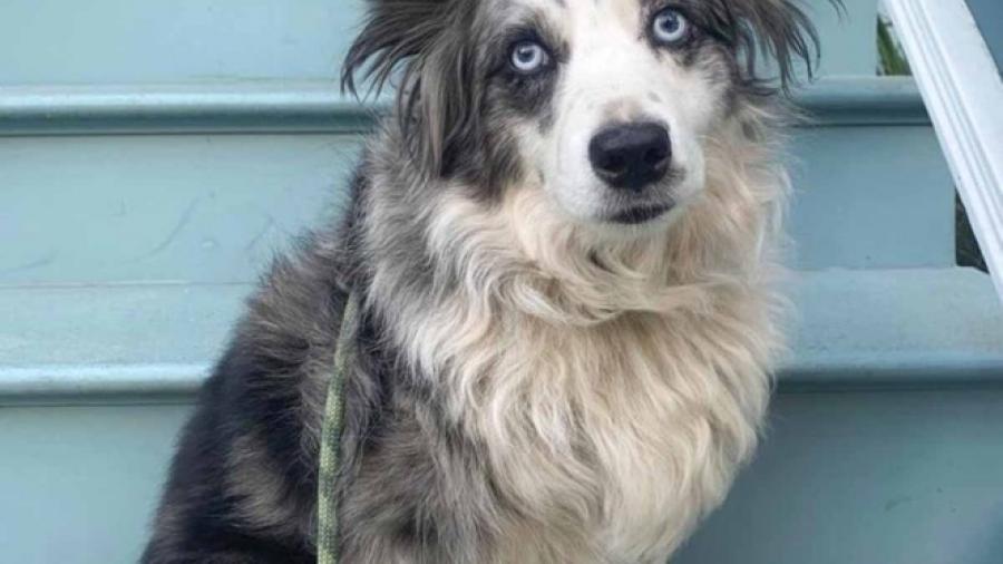 Ofrecen 7 mil dólares por perro robado