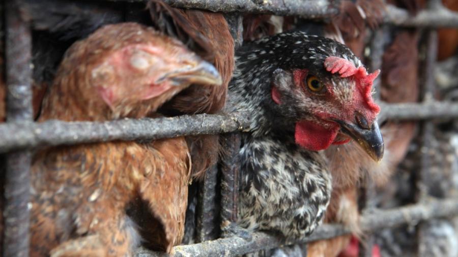 La OMS pide vigilar de cerca la transmisión de la gripe aviar H5N1 a humanos