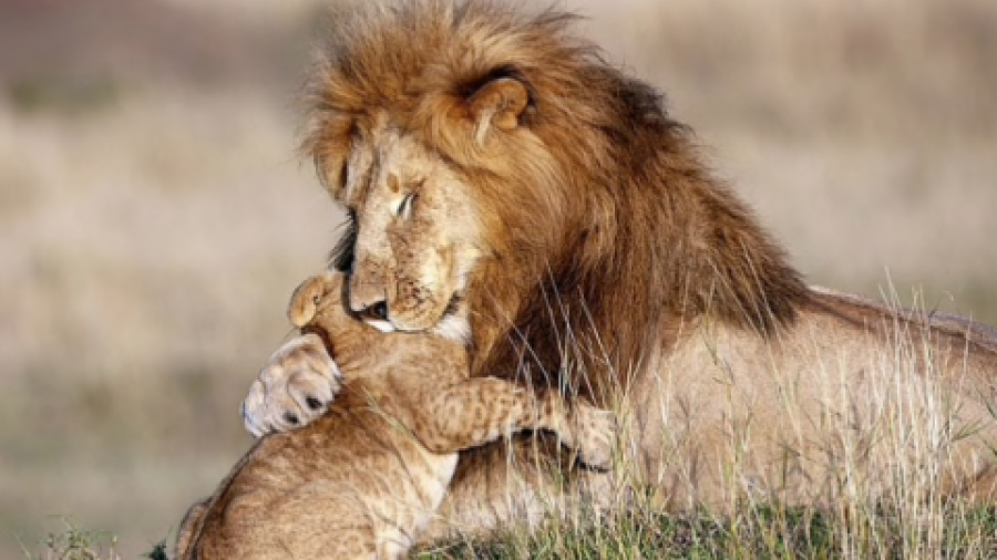 Asombrosas fotografías de 'Mufasa' y 'Simba' en la vida real