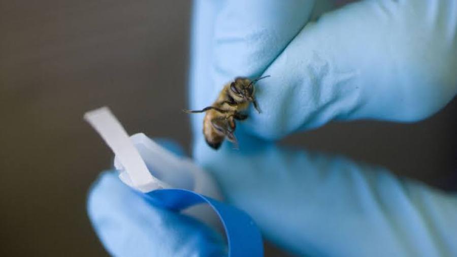 Entrenan abejas en Holanda para detectar Covid-19