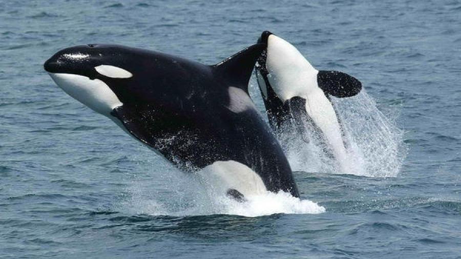 Primer caso documentado de infanticidio entre orcas