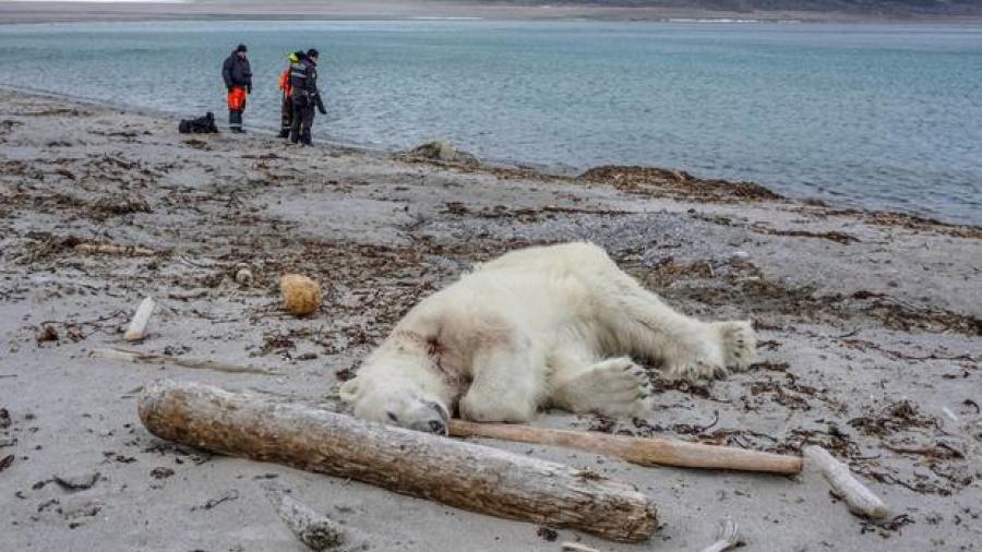Matan a oso polar por atacar a guía turístico en Noruega 