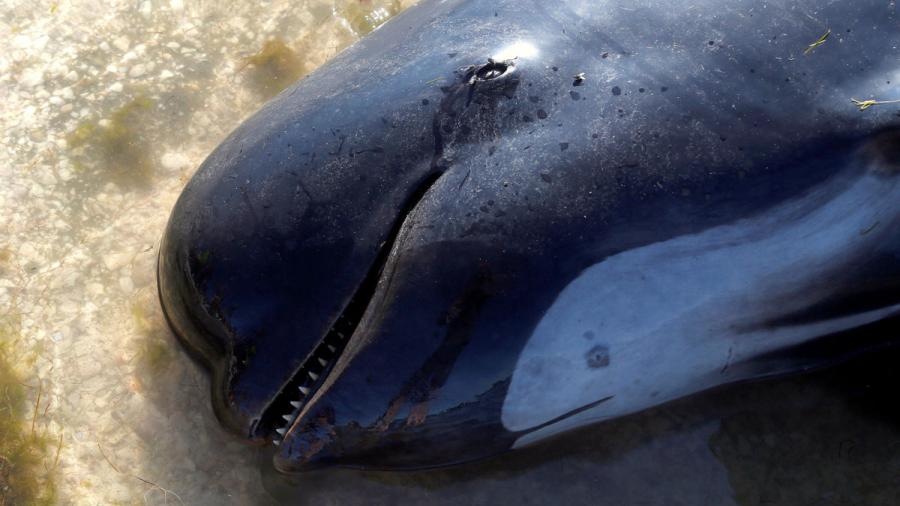 Encallan 200 ballenas en Nueva Zelanda tras la muerte de cientos más