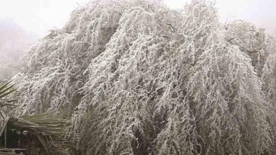 Pega helada en capital de Tamaulipas