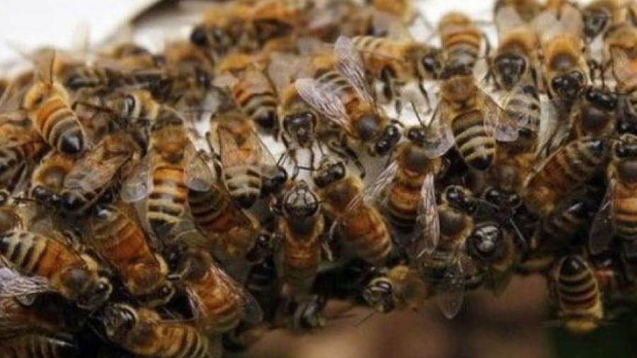 Estudiantes son atacados por abejas africanas 