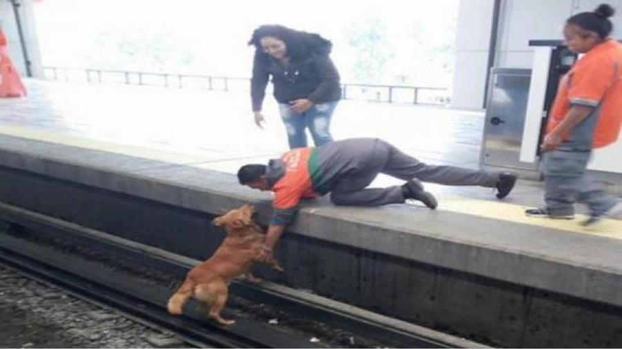 Muere perro en vías del Metro de CDMX