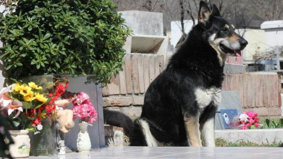 Fallece “Capitán” perro que veló tumba de su dueño 10 años