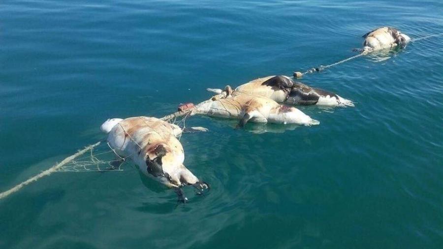 Reporta Conanp 22 lobos marinos y 2 tiburones mueretos en redes de enmalle