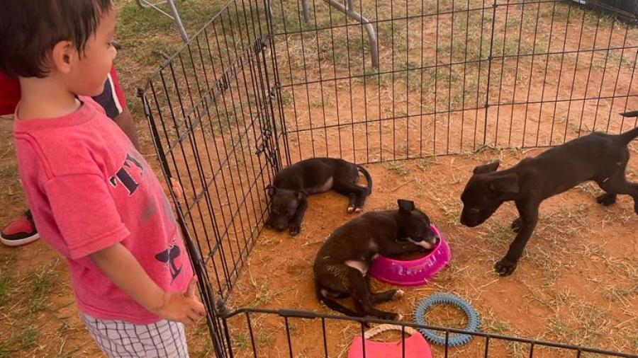 Feria de adopción brinda hogar a 14 mascotas rescatadas 