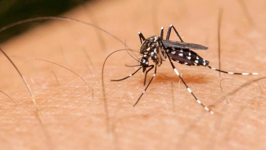 Detectan en el condado Cameron primer caso de zika