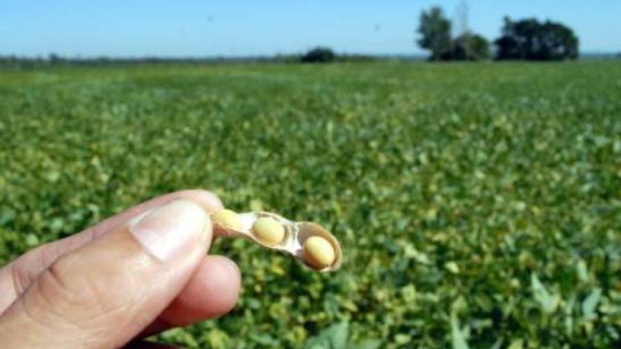 Franklin afectar&iacute;a cosecha de soya