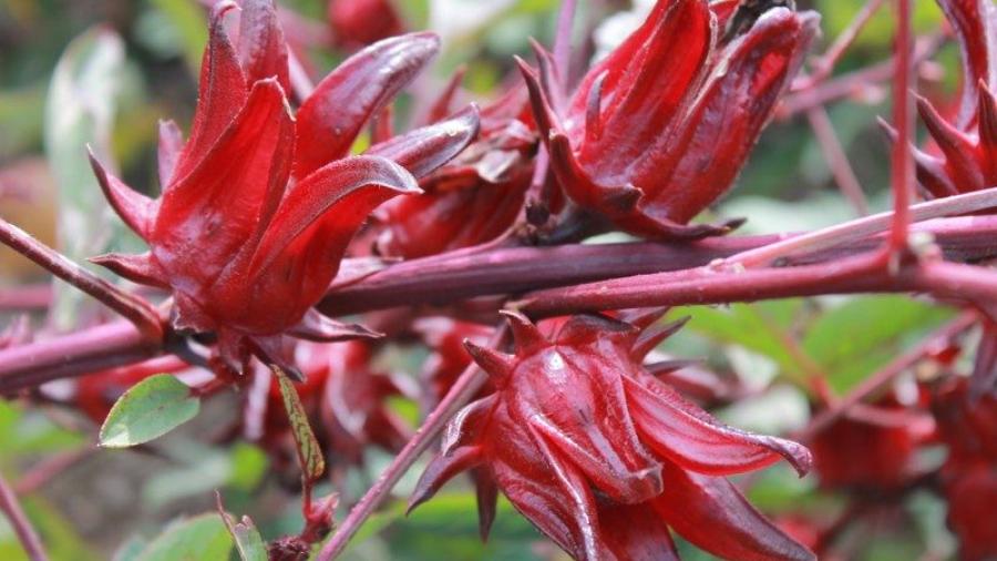 La flor de jamaica es más efectiva que el cloro para matar bacterias
