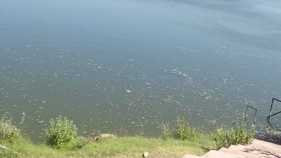 Mueren peces en presa Santa Catarina 