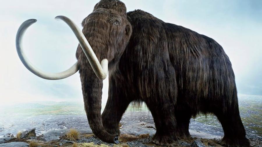 Asocian desaparición de mamuts y mastodontes a presencia del ser humano