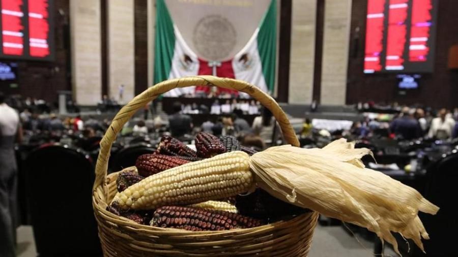 Diputados aprueban reforma para prohibir el cultivo e importación del maíz transgénico
