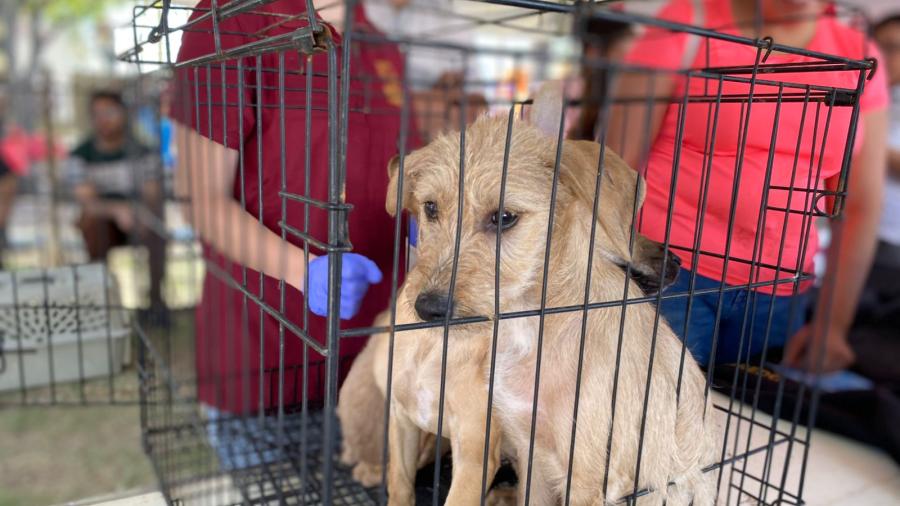 Esterilizarán a 300 mascotas