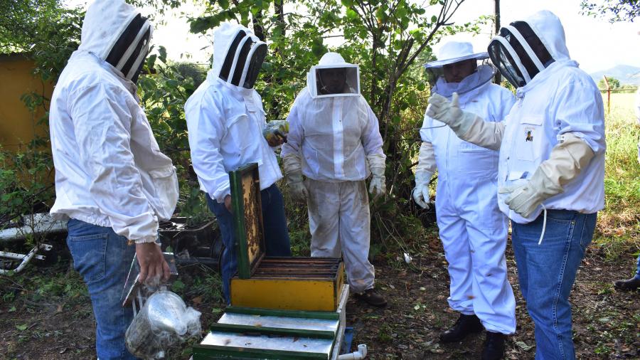 GobTam exhorta a los apicultores a que aprovechen el subsidio en areteo de colmenas