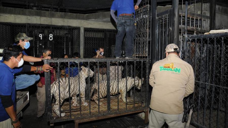 Trasladan a Zoológico los tigres asegurados a presuntos delincuentes de Matamoros