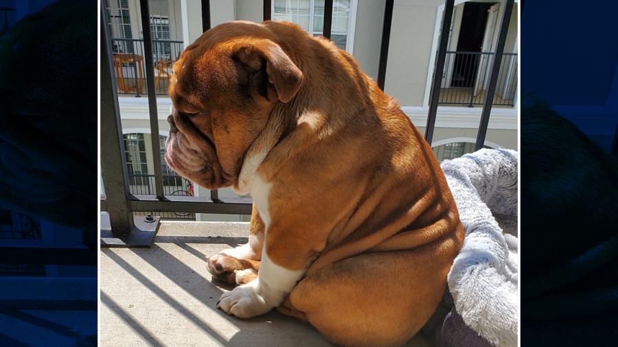 "Big Poppa" conmueve las redes sociales por mostrarse triste ante el Covid-19