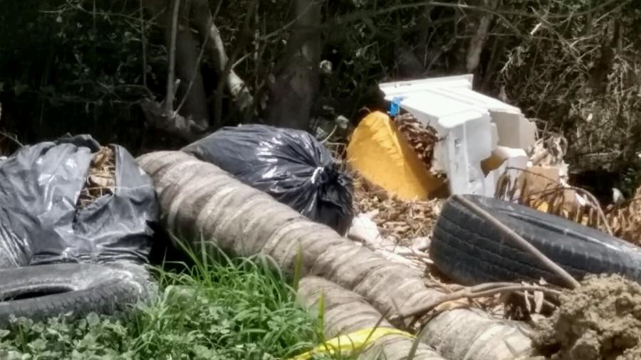 Detectan destrucción de mangle, especie que está sujeta a protección especial