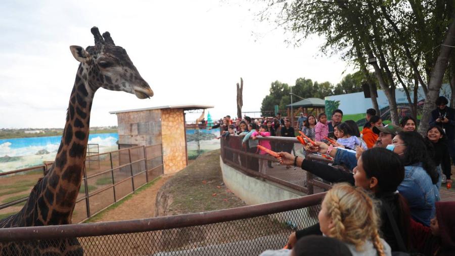 Invitan a interactuar con animalitos del zoológico de Nuevo Laredo